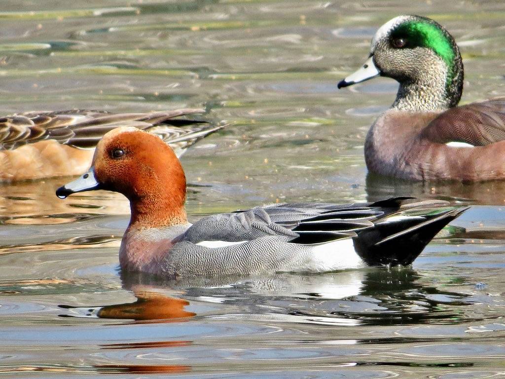 Eurasian Wigeon by Birdman of Beaverton is licensed under CC BY-NC-SA 2.0